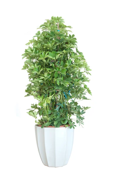 Plant bonsai — Stock Photo, Image