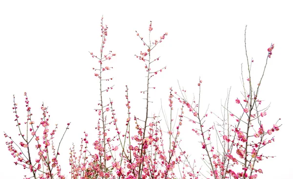 Beautiful pink plum flowers in spring — Stock Photo, Image