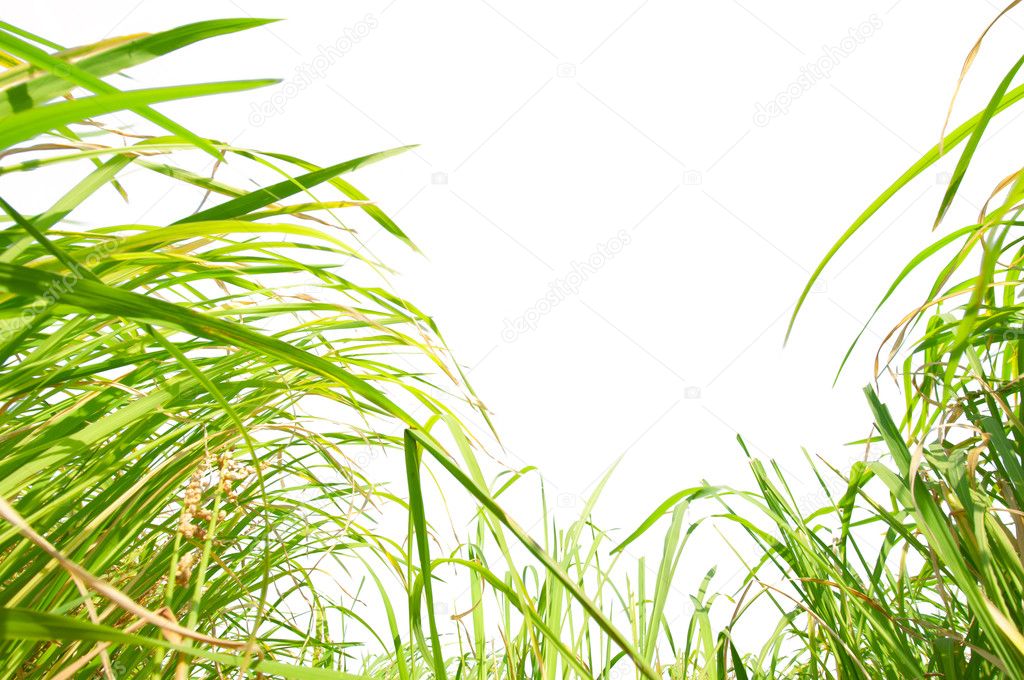 Isolated on a white background under the weeds