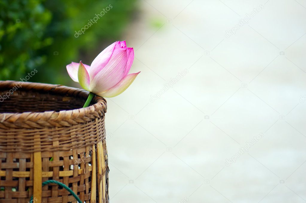 Baskets and lotus