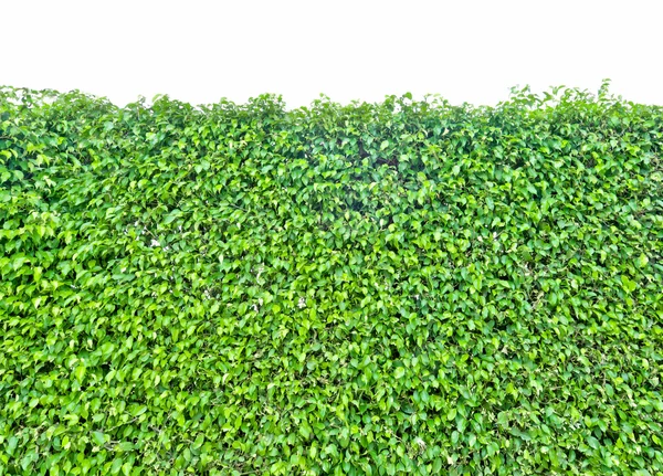 The walls of the plant composition — Stock Photo, Image