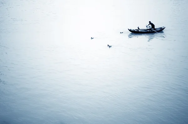 Баклан риболовлі — стокове фото