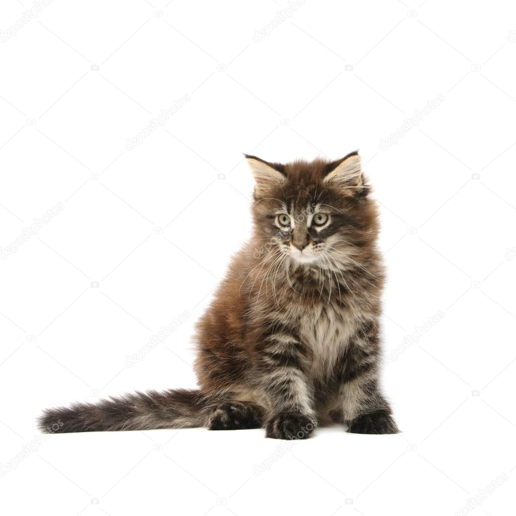 beddengoed Burger Haalbaarheid Maine Coon Kitten ⬇ Stockfoto, rechtenvrije foto door © flibustier #8642867