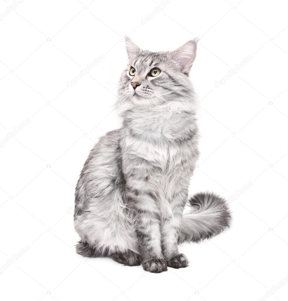 Grey Maine Coon Cat Stock Photo Image By C Flibustier