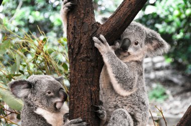bir ağaçta koalas