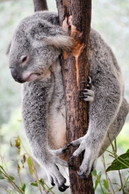 Koala having a rest clipart