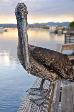 Brown pelican in Ponce, Puerto Rico clipart