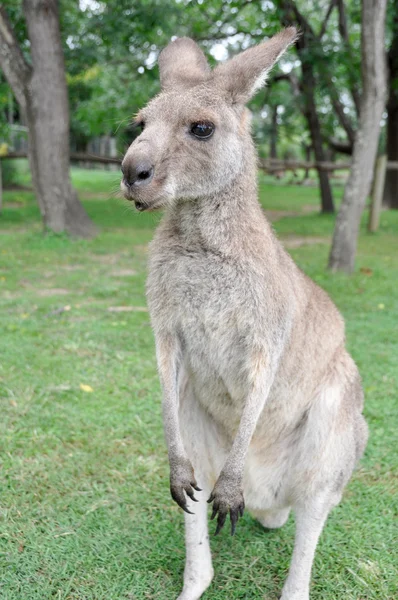Австралійський сірий кенгуру — стокове фото