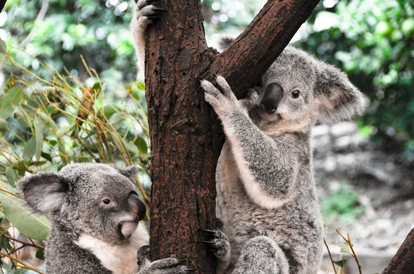 Koalas en un árbol —  Fotos de Stock