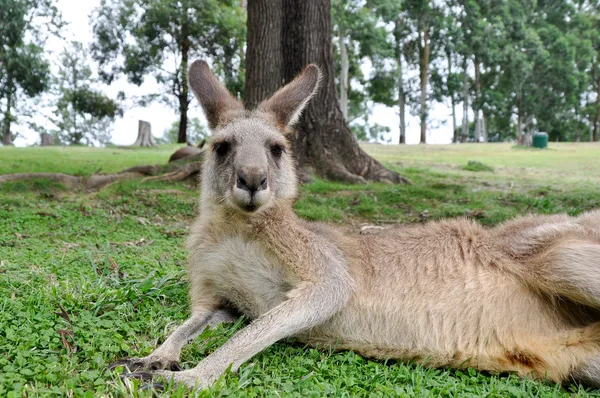 Австралійський сірий кенгуру — стокове фото