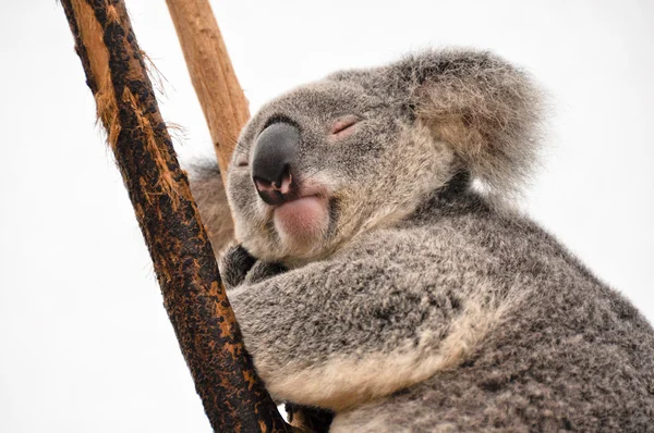 Koala tendo um resto — Fotografia de Stock