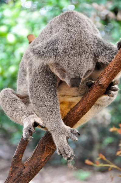 Koala having a rest — Stock Photo, Image
