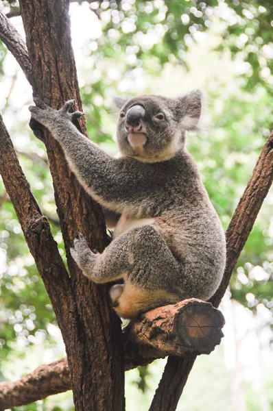 Koala en un árbol —  Fotos de Stock