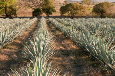 Agave field in Tequila, Jalisco (Mexico) clipart