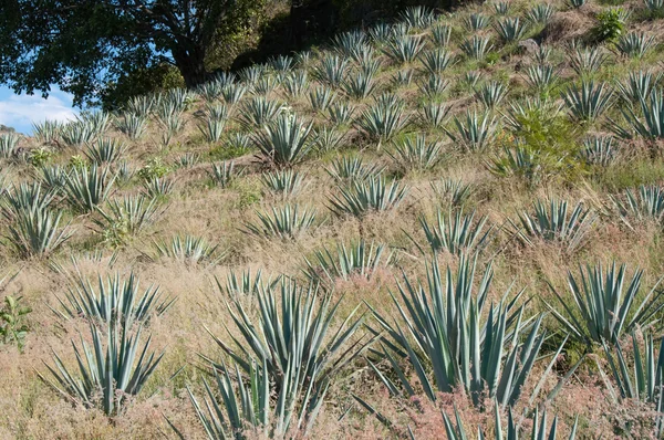 Agave field in Tequila, Jalisco (Mexico) — Stock Photo, Image