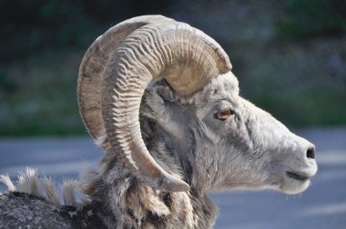 vahşi bighorn koyun, banff (Kanada)