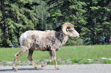 Wild bighorn sheep, Banff (Canada) clipart