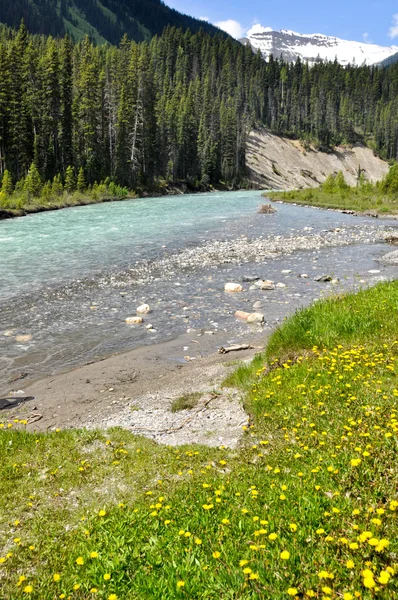 Río Vermilion en el Parque Nacional Kootenay, Canadá — Foto de Stock