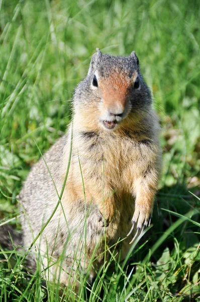 stock image A curious prairie dog, Banff National Park, Canada.