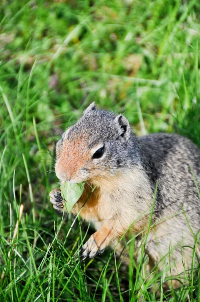 stock image A prairie dog eating, Banff National Park, Canada