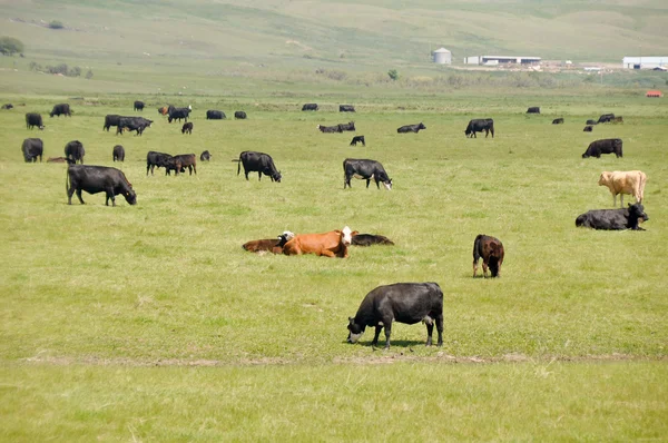 Vacas no prado verde, Canadá — Fotografia de Stock