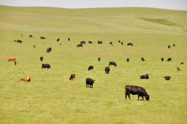 Krávy na zelené louce, Kanada — Stock fotografie