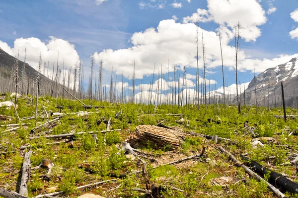 Bosque quemado en el Parque Nacional Kootenay en Canadá — Foto de Stock