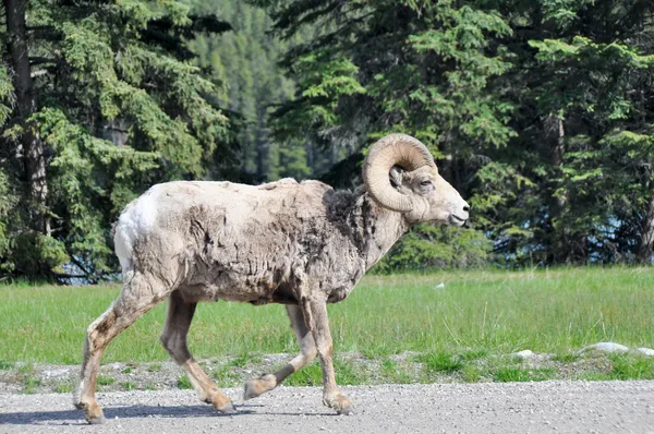 Vahşi bighorn koyun, banff (Kanada) — стокове фото