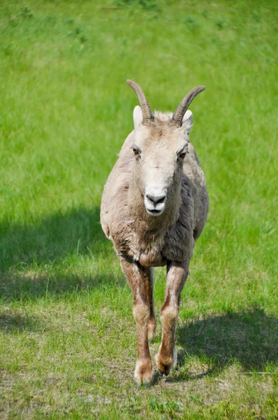 赤ちゃんビッグホーン羊、バンフ （カナダ) — ストック写真