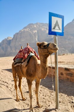 Camel in Wadi Rum desert (jordan) clipart