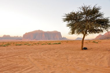 Wadi Rum (Jordan yalnız ağaç)