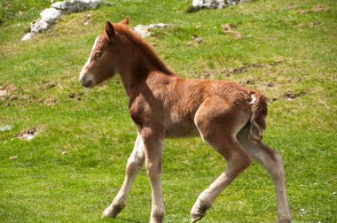 Foal running on a summer pasture clipart