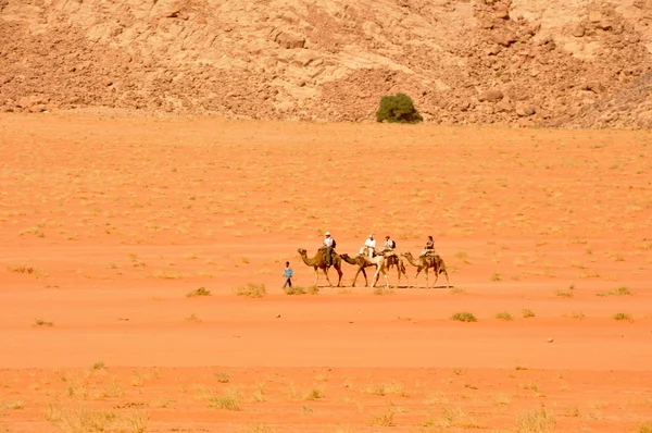 骆驼商队在 wadi rum 沙漠约旦 — 图库照片