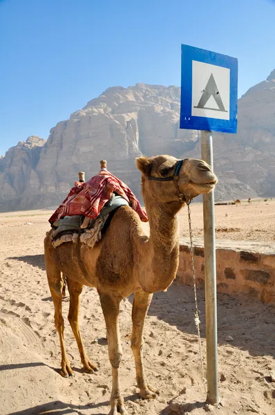 Cammello nel deserto di Wadi Rum (jordan ) — Foto Stock