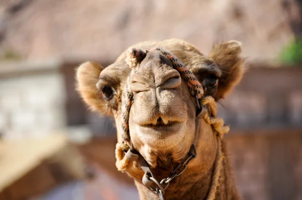 Camel em Wadi Rum (jordan ) — Fotografia de Stock
