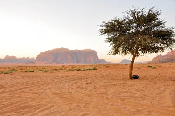 Ensamt träd i Wadi Rum (Jordan) — Stockfoto