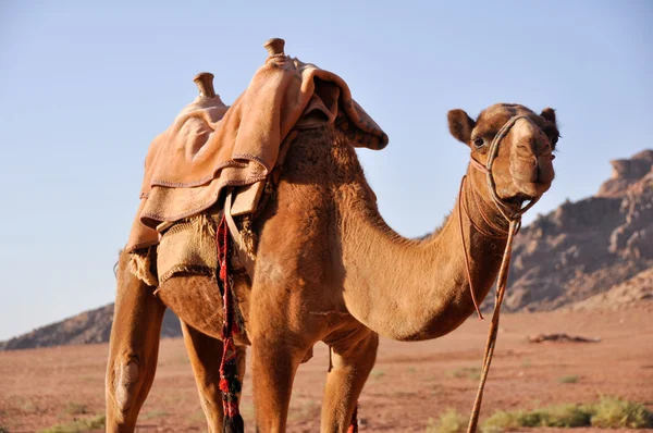 Kameel in Wadi Rum (Jordanië) — Stockfoto