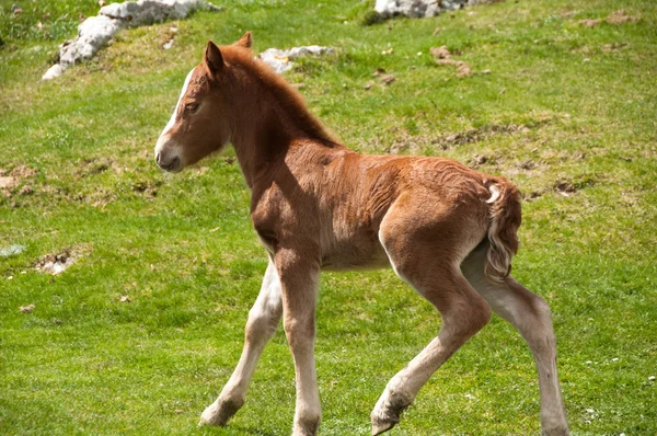 stock image Foal running on a summer pasture