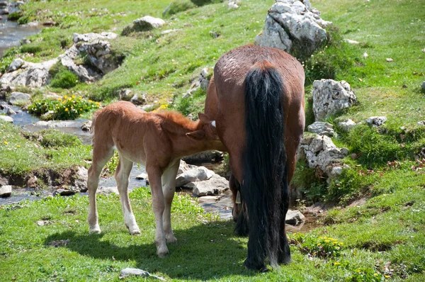 A brown mare feeding a foal — Stock Photo, Image