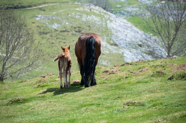 Mare with a foal — Stock Photo, Image