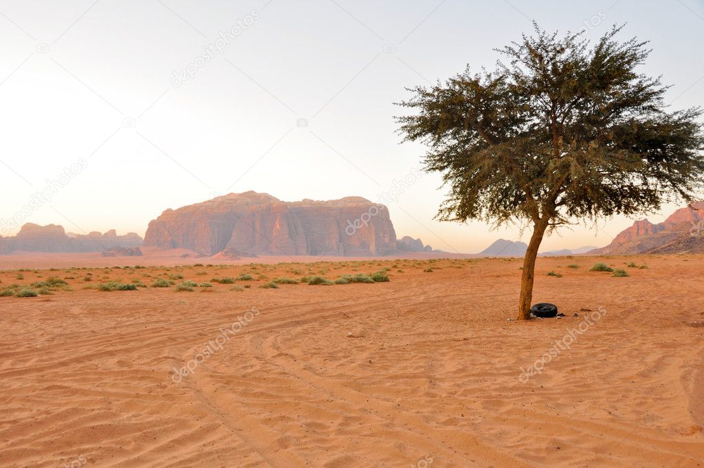 Lonely tree in Wadi Rum (Jordan)