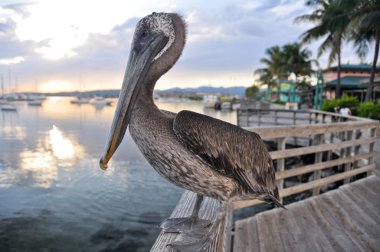 Brown pelican in Ponce, Puerto Rico clipart