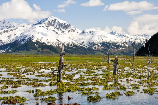 Estanque en la península de Kenai cubierto por nenúfar, Alaska — Foto de Stock