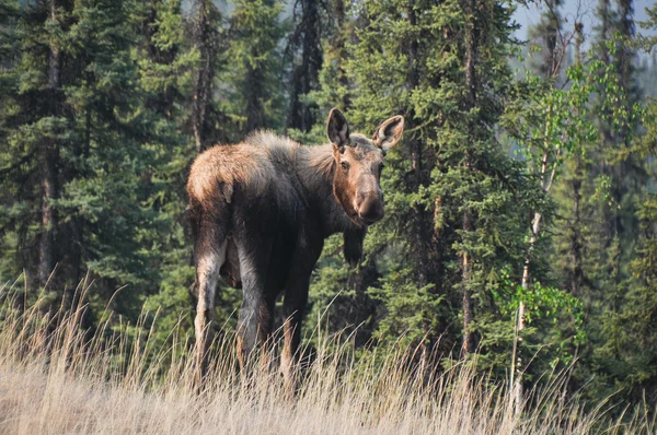 stock image Wild moose on Denali national park, Alaska