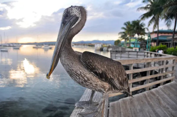 Pelikan brunatny w ponce, puerto rico — Zdjęcie stockowe
