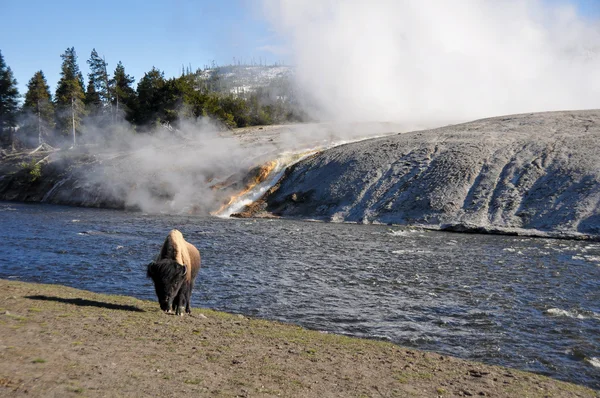 Bisonte cerca de Excelsior geyser, Yellowstone (Estados Unidos) ) —  Fotos de Stock