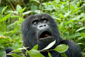 Gorila horská v národním parku sopky (Rwanda)