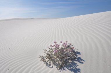 White Sands Ulusal Anıtı, New Mexico