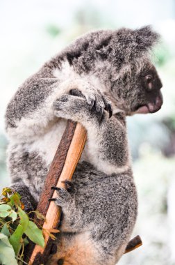 Koala in a tree clipart