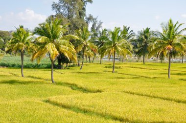 Rice field in Karnataka, India clipart